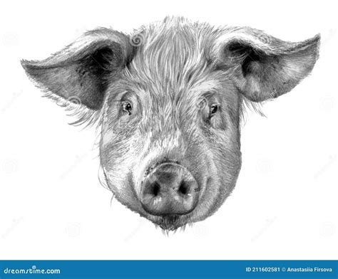 Pig Head. Realistic Detailed Drawing of Animal Stock Illustration - Illustration of hoofed ...