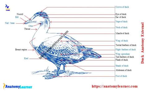 Duck Anatomy Diagram