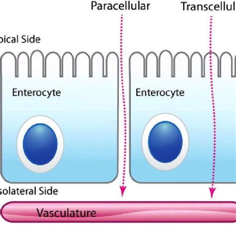 Routes of absorption. In order to traverse the epithelium, two routes... | Download Scientific ...