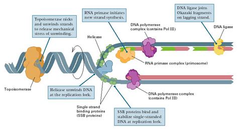 What are the 4 main enzymes involved in DNA replication?