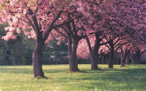 Cherry Blossom Desktop Wallpapers - Wallpaper Cave