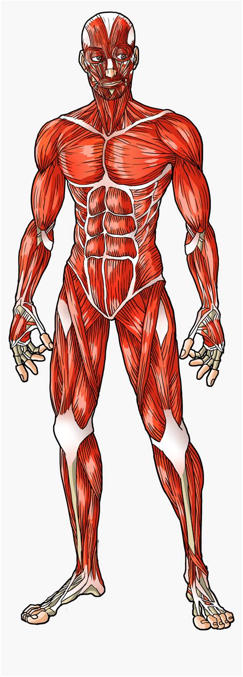 Muscle System Human Body, HD Png Download - kindpng