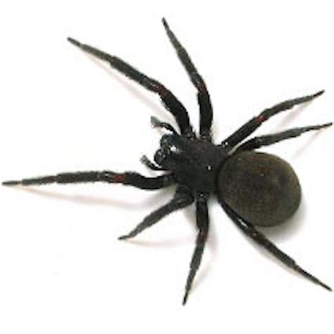 Is That Spider Poisonous? | Northwest Exterminating