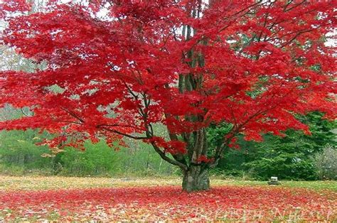 Maple Trees | Best Shade Trees for Fall Color — PlantingTree.com