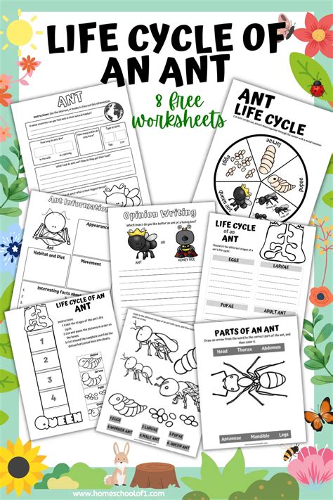 Free Ant Life Cycle Worksheets - Homeschool of 1