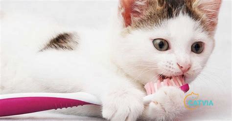 How to Brush Cat Teeth at Home (Explained)