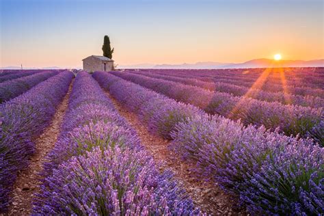 Lavender Fields France | Riviera Bar Crawl Tours - French Riviera