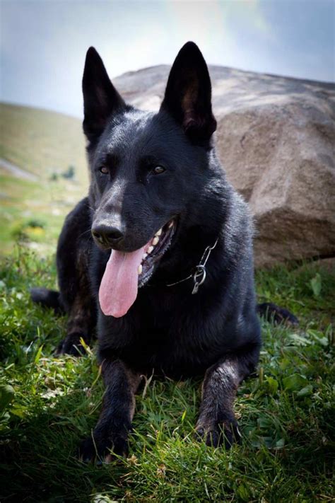 Black Short Haired German Shepherd | PETSIDI