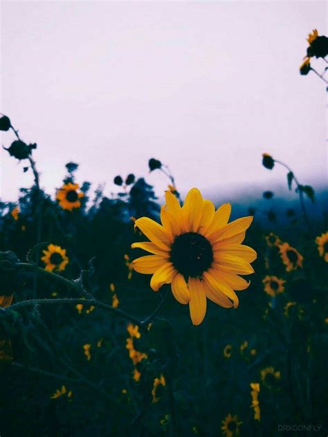 92 Aesthetic Pic Of Sunflowers | IwannaFile