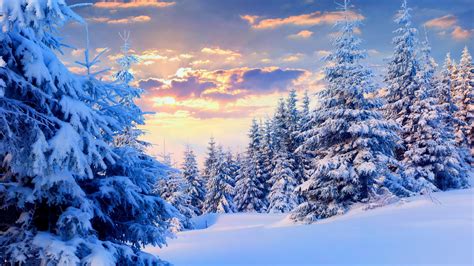 🔥 Download Firs Under Snow Forest Desktop Pc And Mac Wallpaper by ...