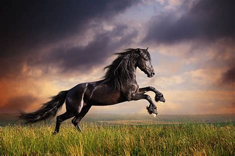 Black Horse Running