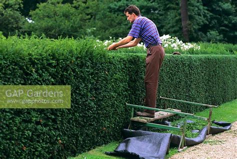 Cutting Yew hedge - ... stock photo by S & O, Image: 0030827