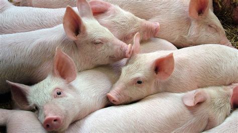 FDA approves genetically engineered pigs for food and transplants | Live Science