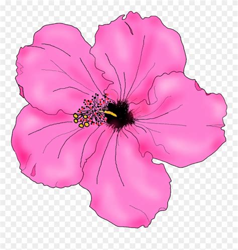 Flowers For Simple Hibiscus Flower Drawing - Pink Hibiscus Flower Drawing Clipart (#1322205 ...