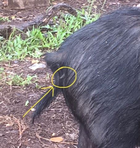 Homesteading in Hawaii: Is The Pig Pregnant?