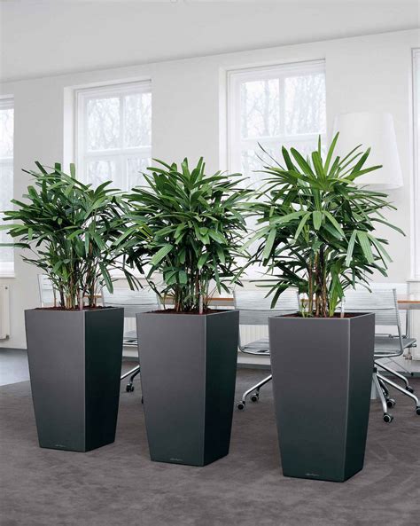 Images of Live Office Plant Displays | Office Landscapes