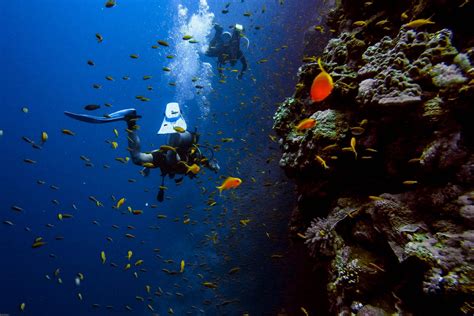 Scuba Diving in Pondicherry: A Complete Guide | Veena World