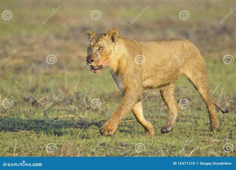 Lioness after hunting. stock photo. Image of hunting - 16571310