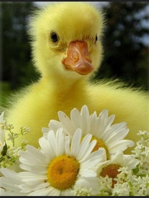 Yellow. Very. Baby Duck. Cute. | Cute ducklings, Animals beautiful, Baby animals