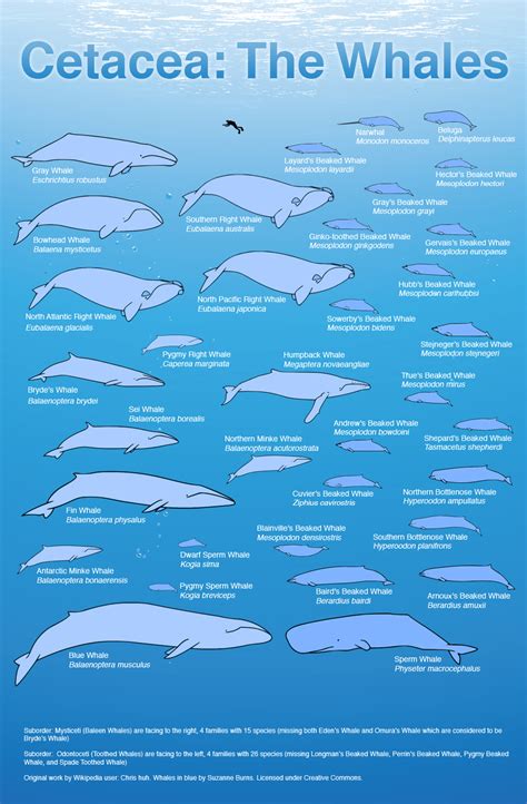 Blue Whale Size Comparison Chart - MH Newsoficial