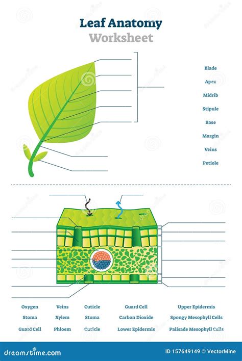 Leaf Structure And Function Worksheet