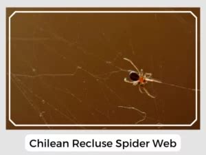 Chilean Recluse Spider (Loxosceles laeta): Facts, Identifications & Pictures