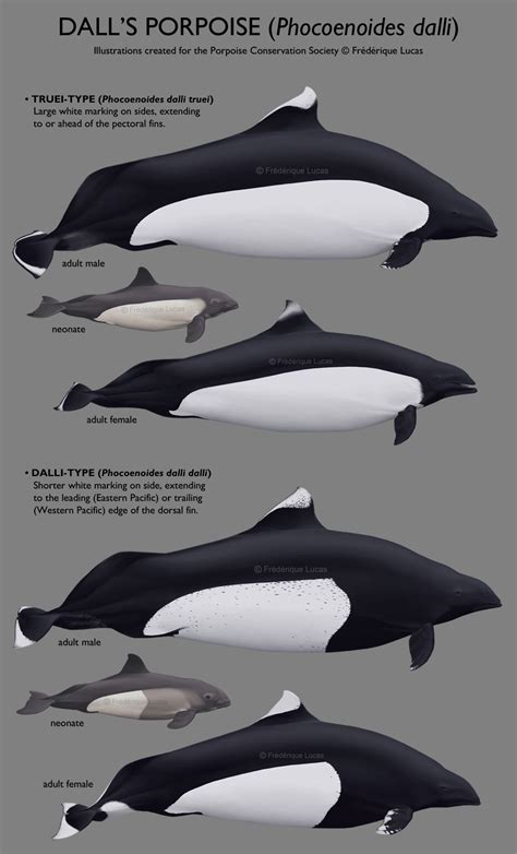 Dall's porpoise (Phocoenoides dalli) by namu-the-orca on DeviantArt