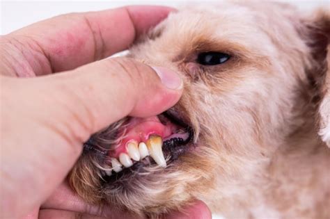 Signs Of Gum Disease In Dogs | tunersread.com