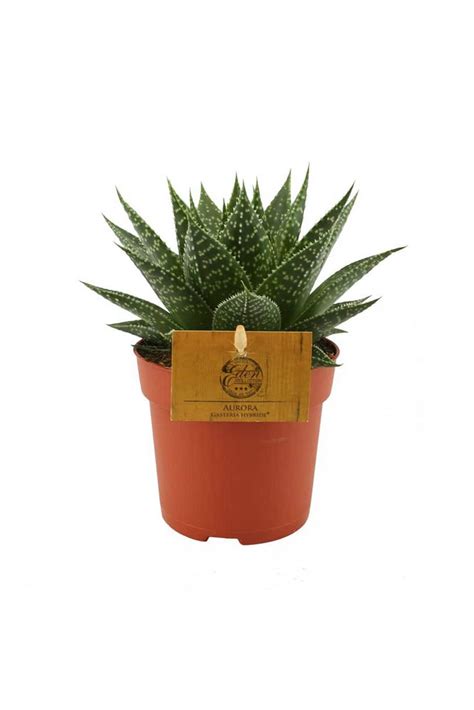 Aloe Aristata - Non-Flowering - Indoor Plants | Plantshop.me