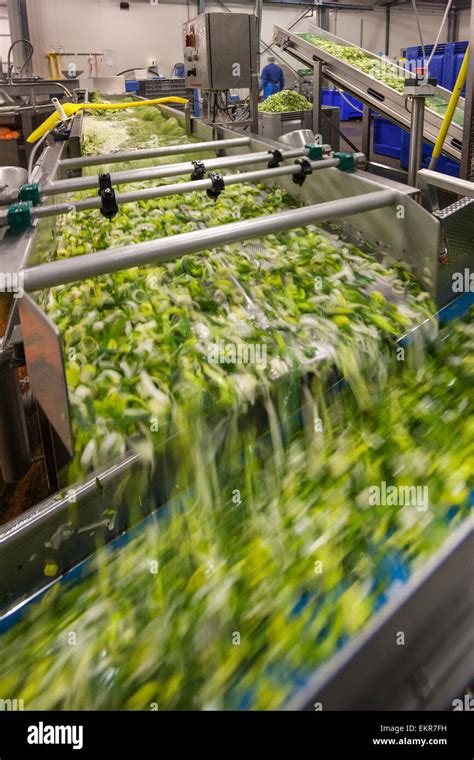 Vegetable washing machine in food factory rinsing shredded vegetables Stock Photo - Alamy