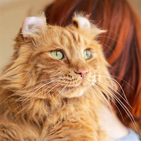 American Curl breed description, characteristics, appearance, history - Hvostnyus - BestHouseCatCare