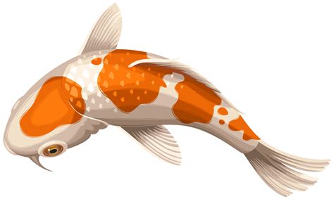 Koi Showa Goldfish Clip art - White and Orange Koi Fish Transparent Clip Art PNG Image png ...