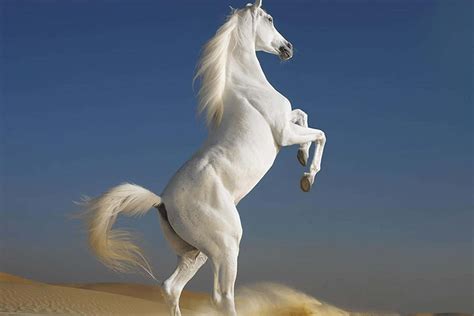 [200+] White Horse Pictures | Wallpapers.com