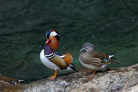 オシドリ夫婦 | にぼしブログ