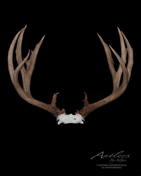 Grand Fork Mule Deer - Antlers by Klaus