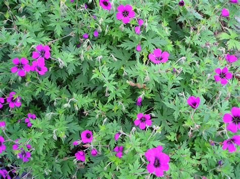 Geranium ‘Ann Folkard’ – Penlan Perennials Nursery