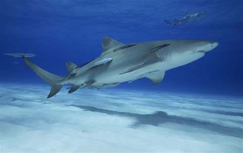 Lemon Shark Facts & Information Guide - American Oceans