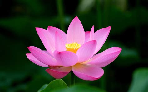 Lotus HD Wallpaper - WallpaperSafari