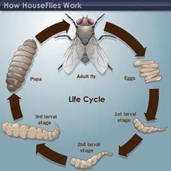 Fly Life Cycle - Information & Sloutions - Ecomist - Blog