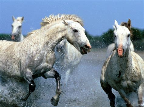 Beautiful Horses Running Wild Wallpapers - Top Free Beautiful Horses Running Wild Backgrounds ...