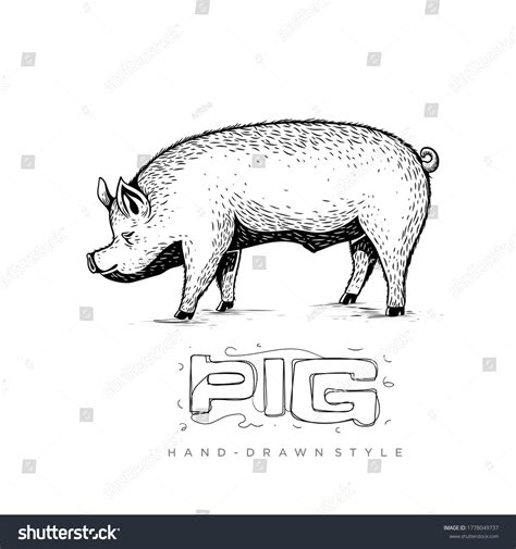 Pig Vector Side View Hand Drawn Stock Vector (Royalty Free) 1778049737 | Shutterstock