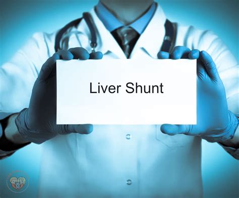 Canine Liver Shunt Explained - Causes, Symptoms & Treatment