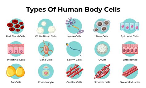 Top 113 + Define animal tissue and its types - Lifewithvernonhoward.com