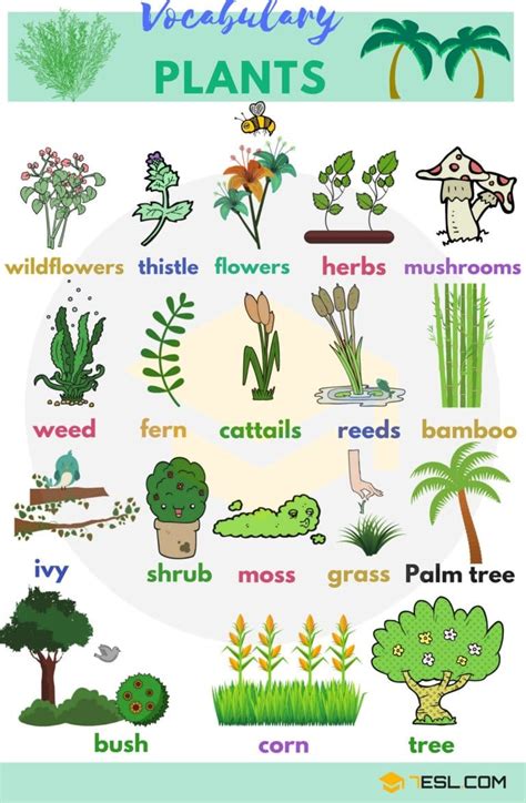 Plant Names and List of Plants and Trees with Pictures • 7ESL