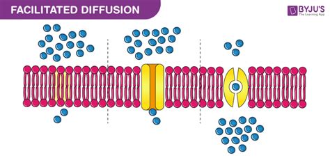 What Is Diffusion? - Definition, Types & Examples Of Diffusion