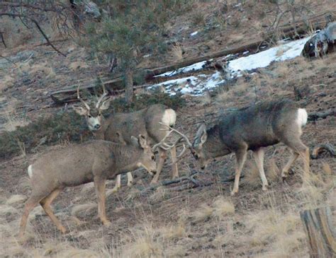 Photo Essay – Mule Deer Antlers – Mule Deer Foundation