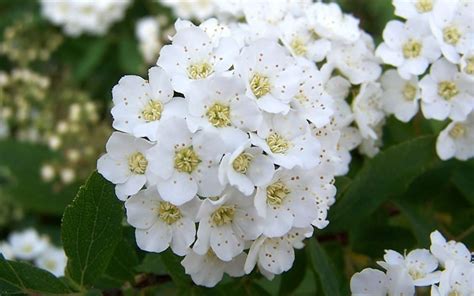 Buy Reeves Bridal Wreath Spirea For Sale Online From Wilson Bros Gardens