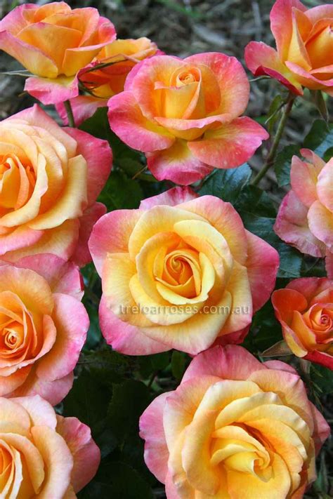 17 Best images about Bi-Color, Two-Toned Roses on Pinterest | Yellow roses, Bologna and Hybrid ...