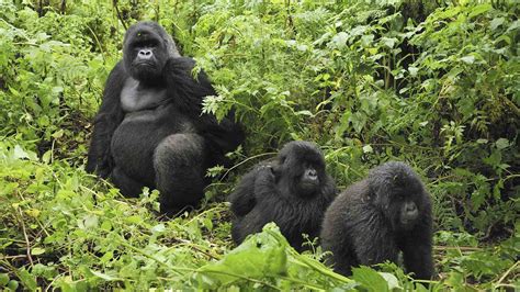 Types of mountain gorillas - gorilla types and species, gorilla tours