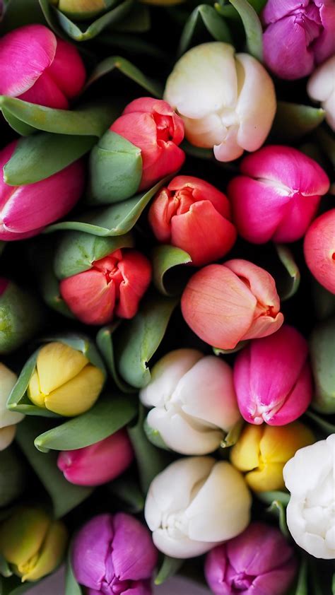 Tulips Bouquet Wallpaper - iPhone, Android & Desktop Backgrounds